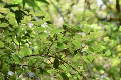 Myrcianthes fragrans