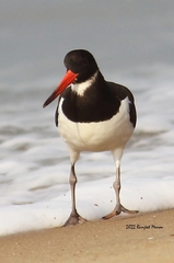 Haematopus ostralegus