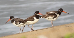 Haematopus ostralegus