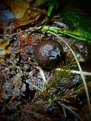 Calostoma