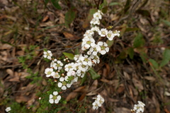 Leptospermum continentale