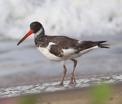 Haematopus ostralegus