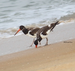 Haematopus ostralegus