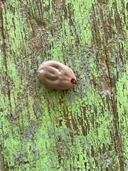 Rhipicephalus decoloratus