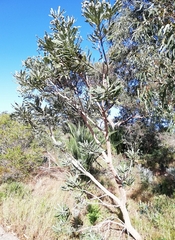 Banksia menziesii