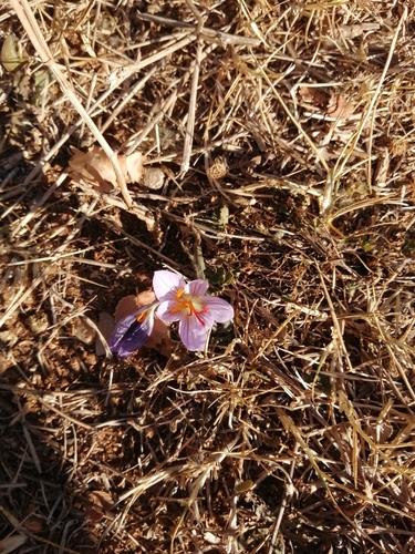 Fall Crocus (Crocus pallasii)