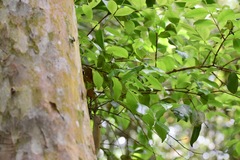 Myrcianthes fragrans