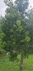 Afrocarpus falcatus