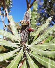Banksia menziesii