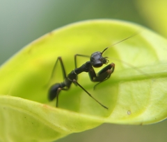 Odontomantis