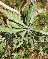 Banksia menziesii