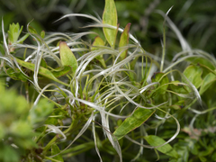 Clematis microphylla