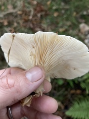 Clitocybaceae