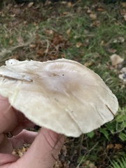 Clitocybaceae