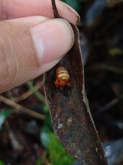 Acusilas malaccensis