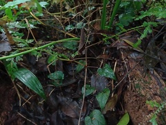 Acusilas malaccensis