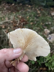 Clitocybaceae