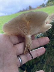 Clitocybaceae