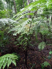Alsophila crenulata