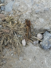 Gryllotalpa orientalis