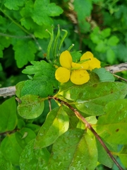 Chelidonium asiaticum