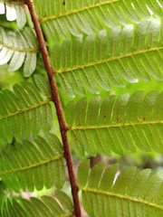 Alsophila crenulata