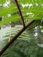 Alsophila crenulata