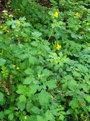 Chelidonium asiaticum