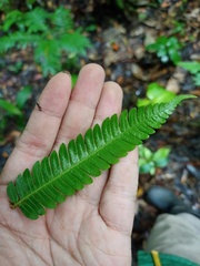 Alsophila crenulata