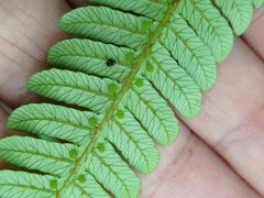 Alsophila crenulata