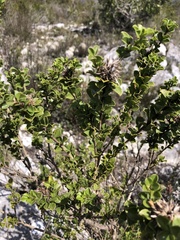 Psoralea bracteolata