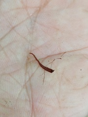 Alsophila crenulata