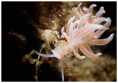 Phyllodesmium serratum