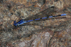 Argia sabino