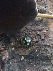 Eumorphus marginatus