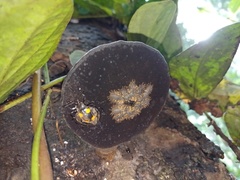 Eumorphus marginatus