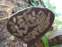 Eumorphus marginatus