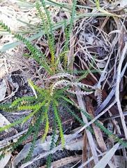 Banksia dallanneyi