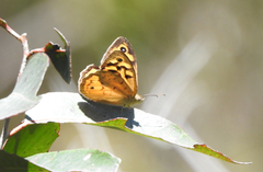 Heteronympha merope