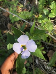 Thunbergia