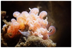 Phyllodesmium poindimiei