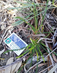 Banksia dallanneyi