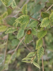 Harmonia axyridis