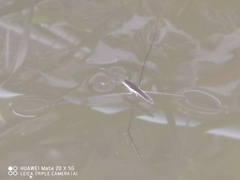 Aquarius elongatus