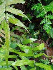 Sphaerostephanos penniger