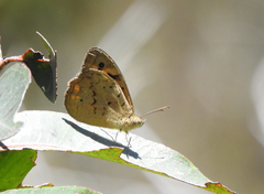 Heteronympha merope