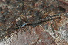 Argia sabino