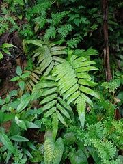 Sphaerostephanos penniger