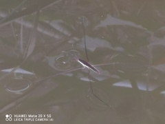 Aquarius elongatus