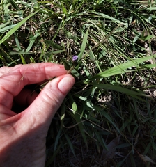 Glycine tabacina